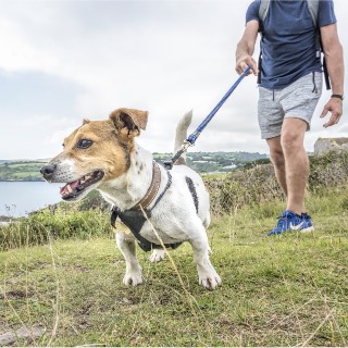 Dog Walking at Berry Head