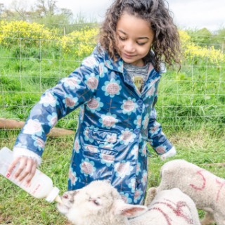 Lamb Feeding at Occombe