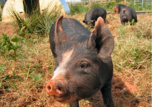 Pigs