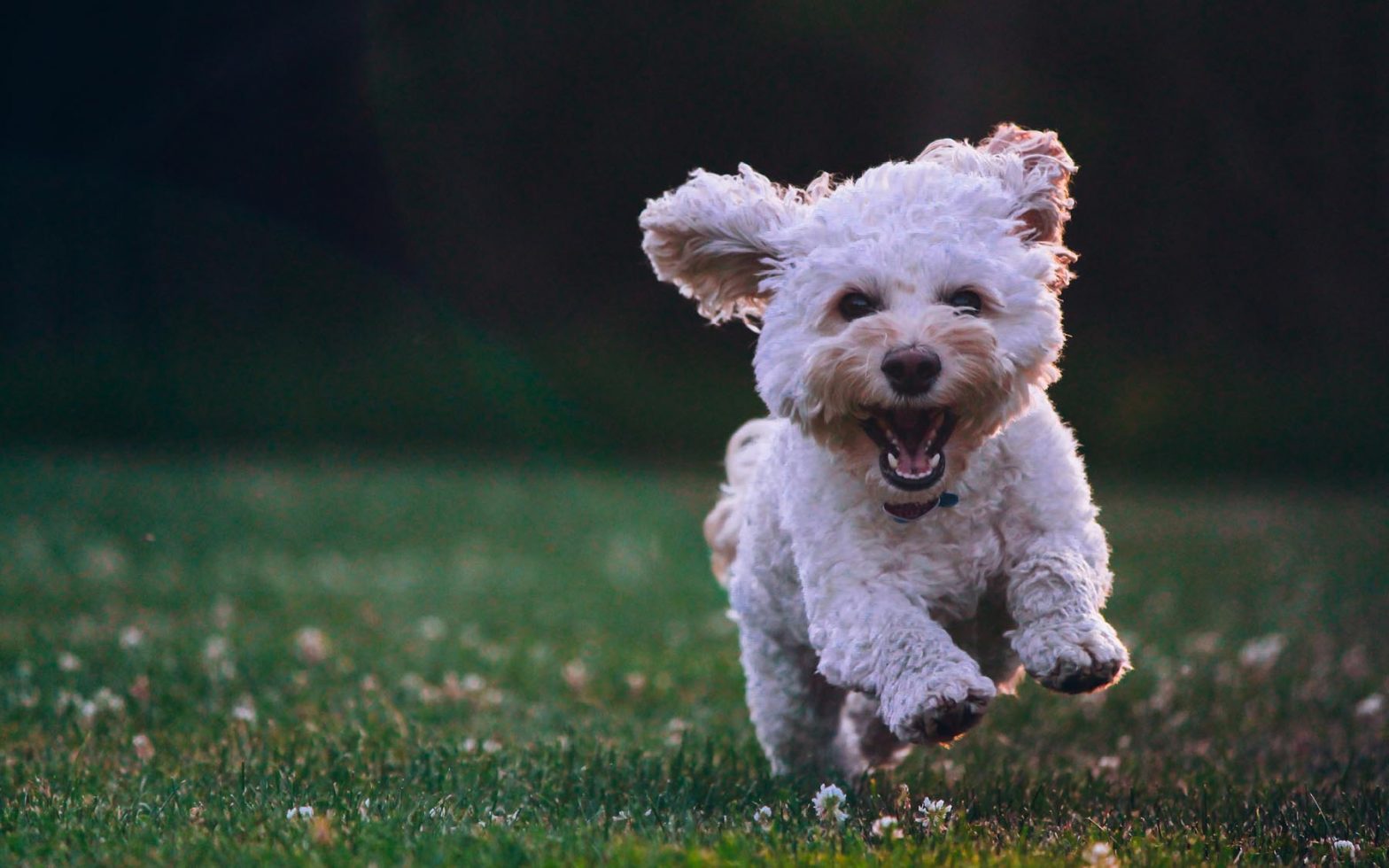 dog running