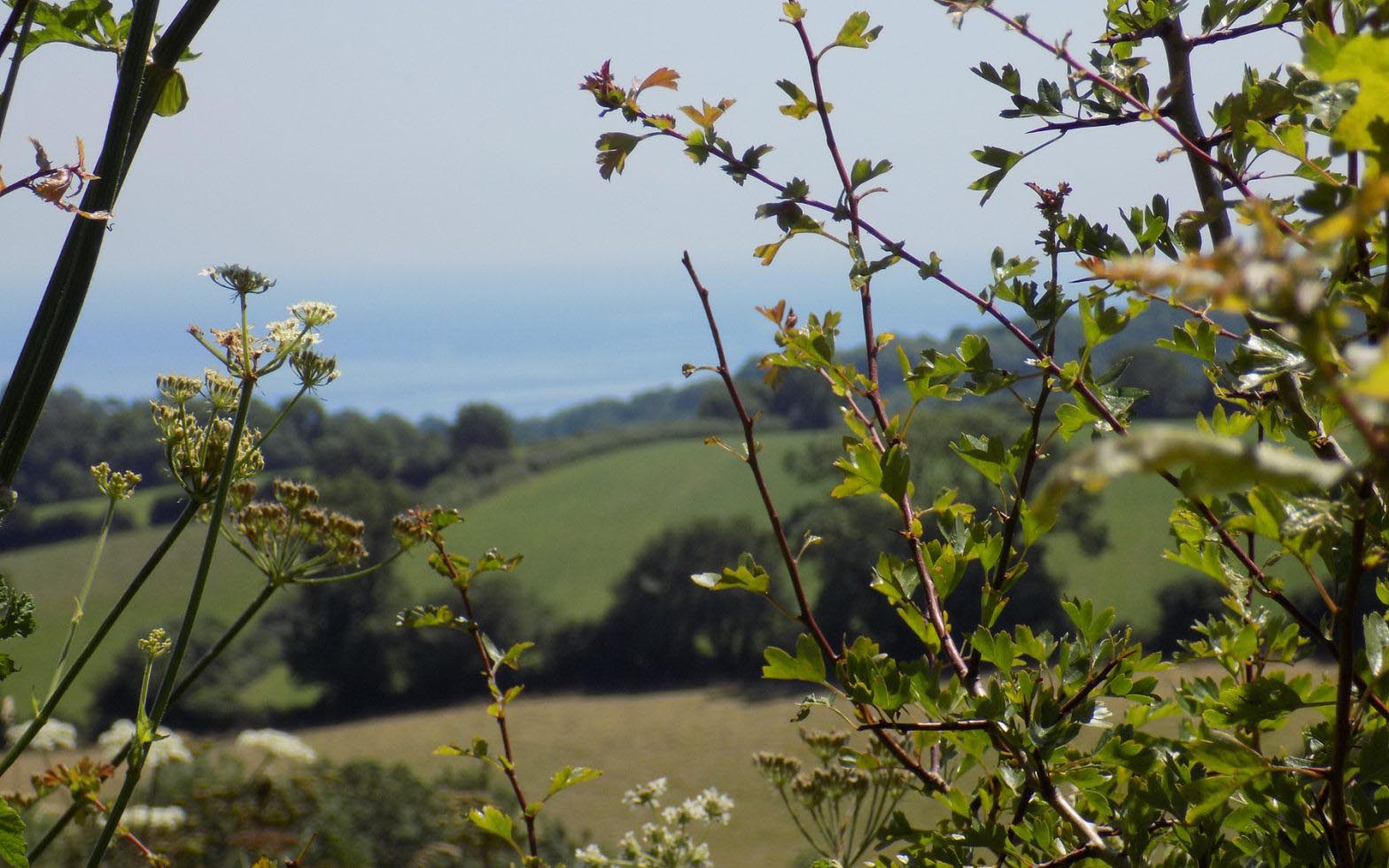 Fields and sea