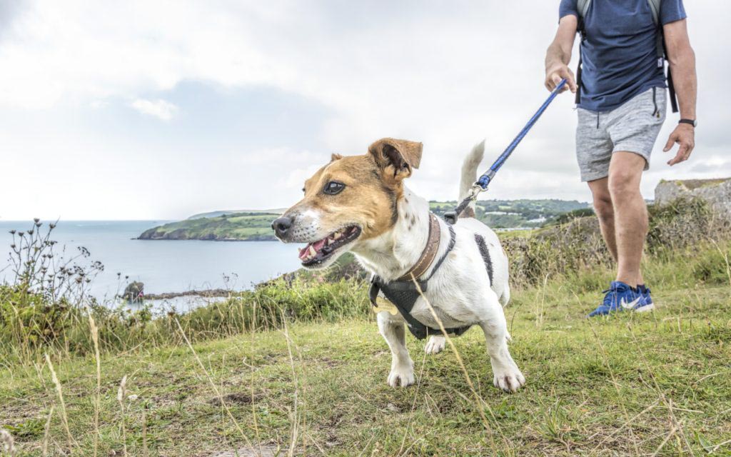 Dog walking at Berry Head