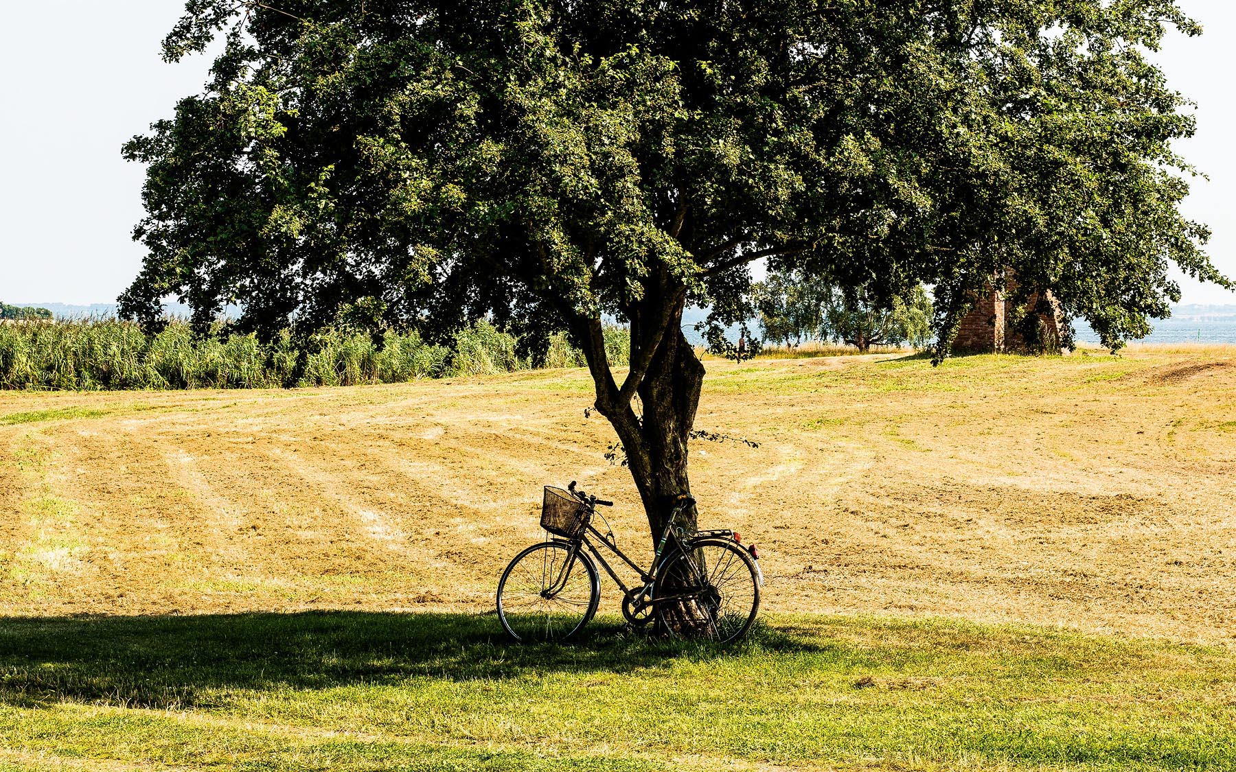 Bike in field by tree