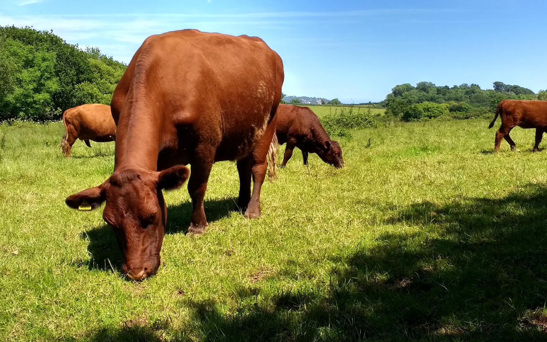 Cows