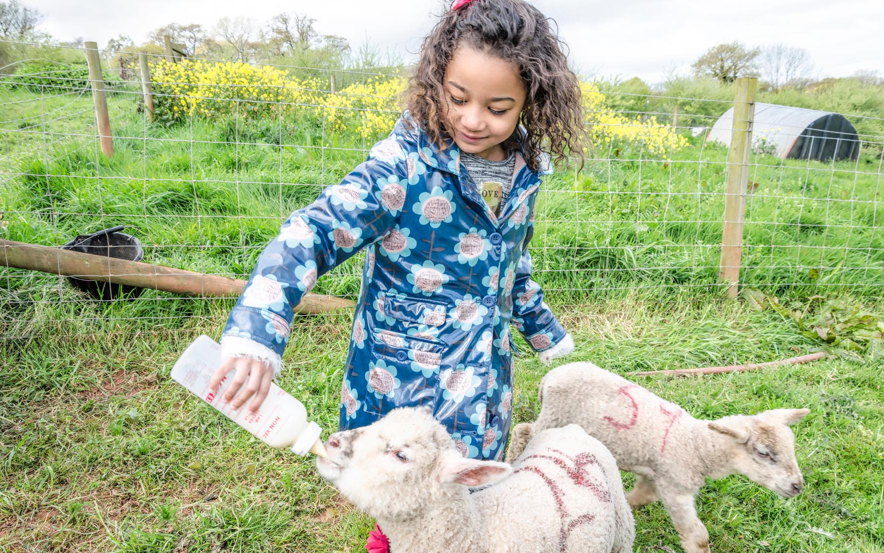 Animal interactions at Occombe Farm