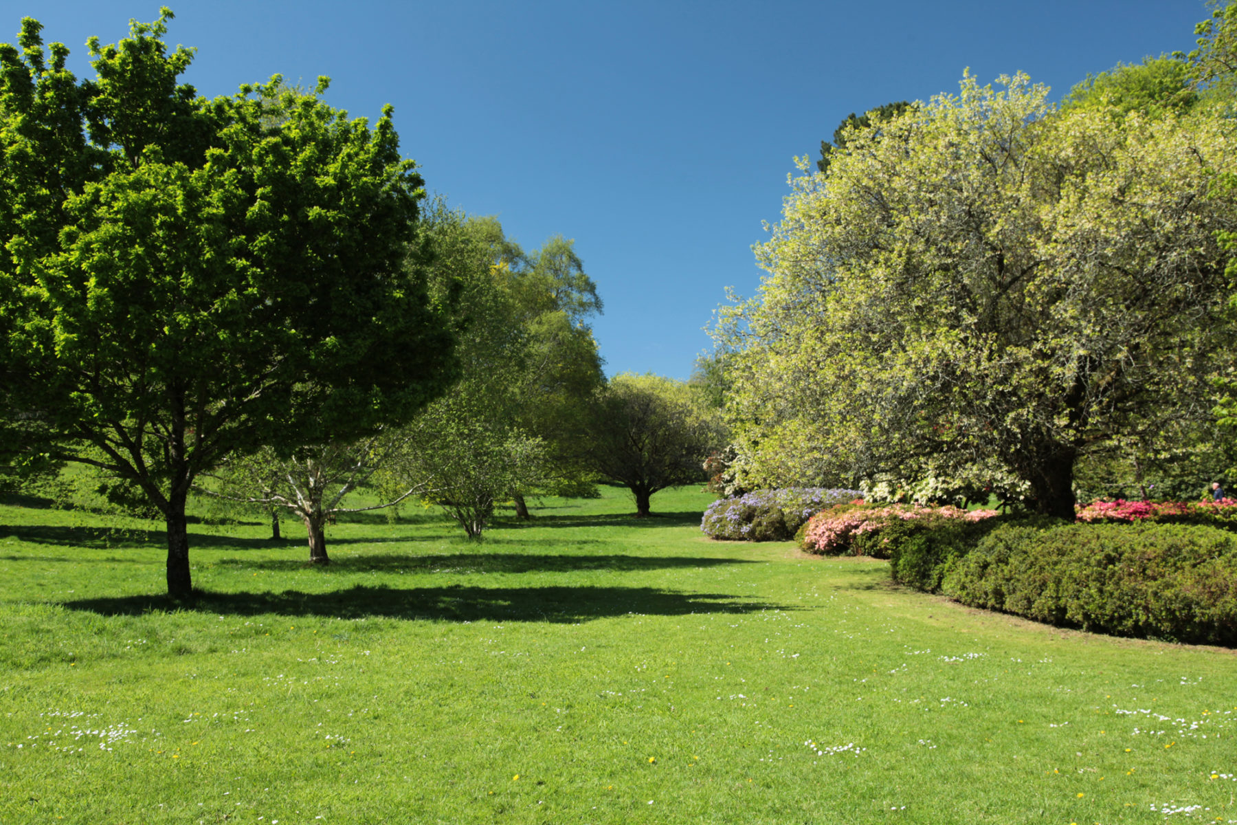 Cockington Arboretum