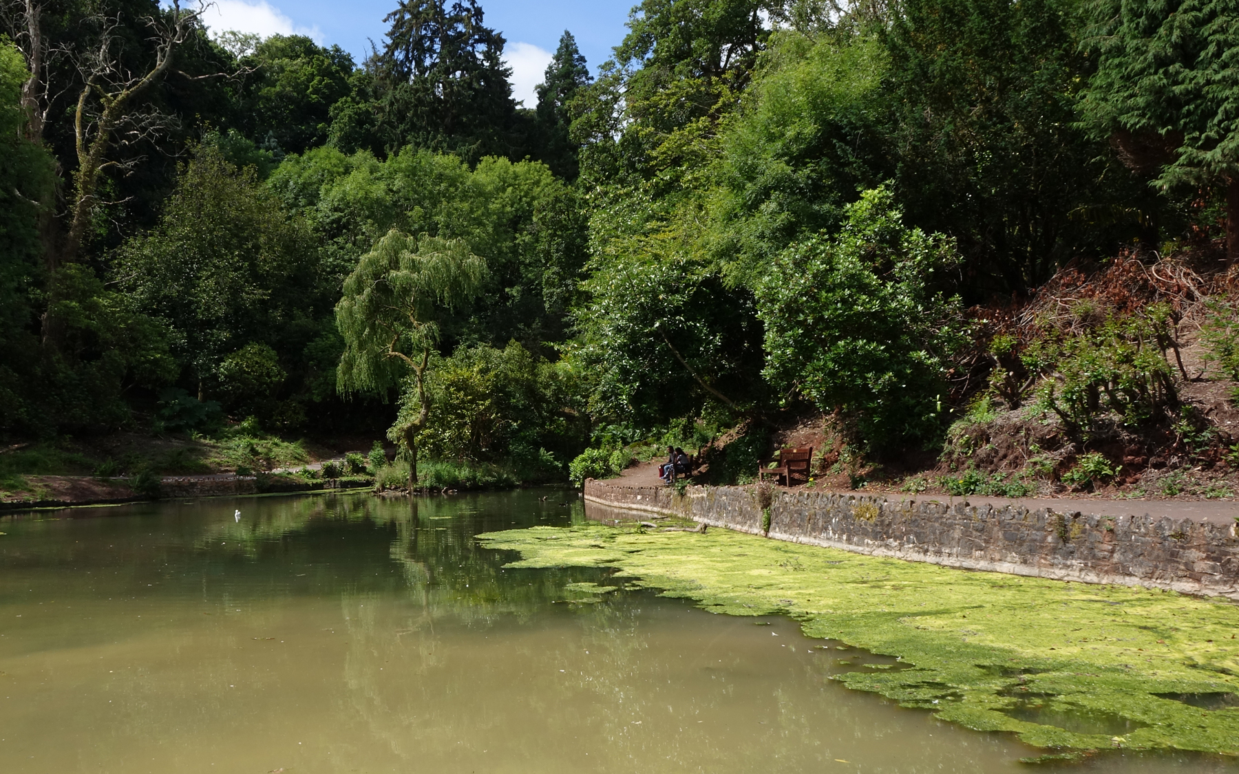 Cockington lakes