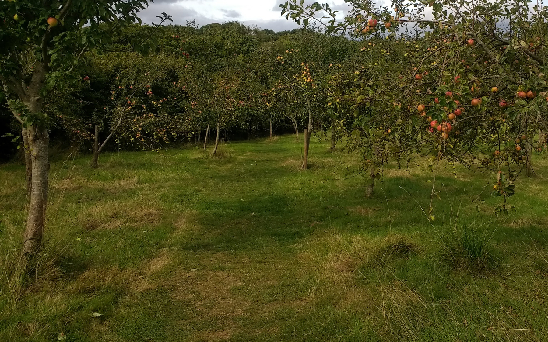 Occombe Farm orchard