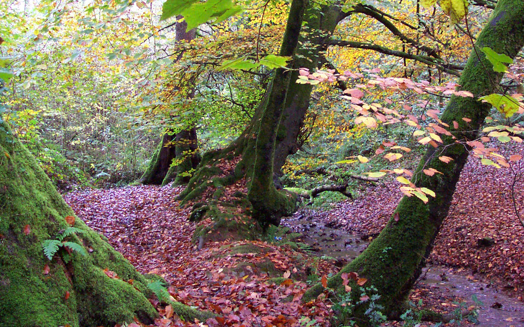 Occombe woods