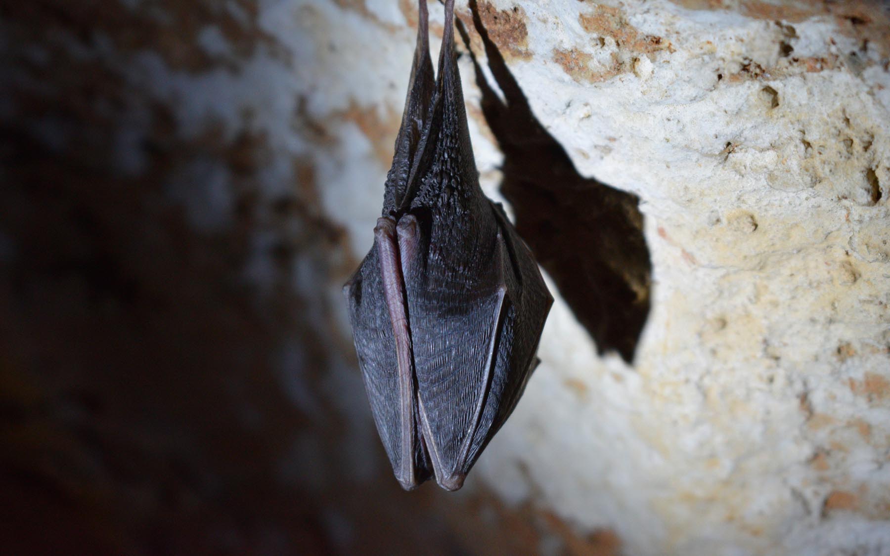 Berry Head Bats