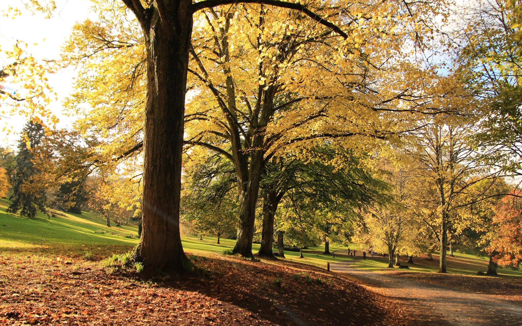 Autumn walk at Cockington