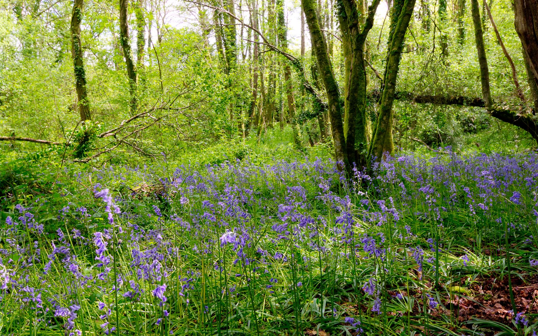 Woodland scene