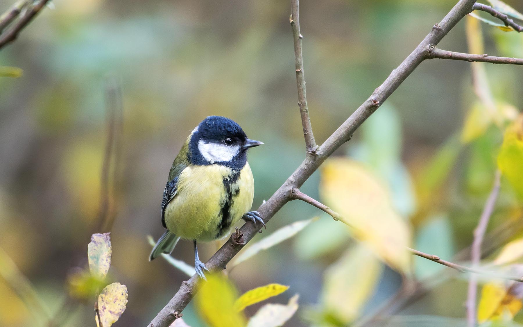 Wildlife Occombe Farm