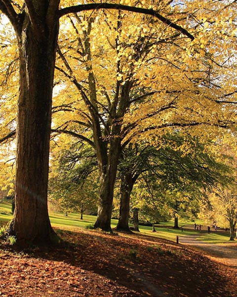 Autumn at Cockington