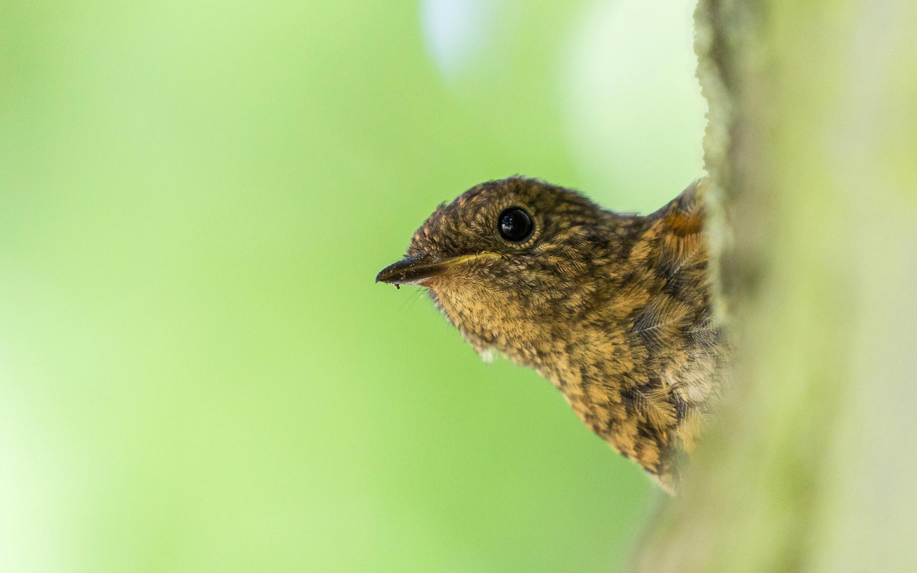 Broadsands bird walk