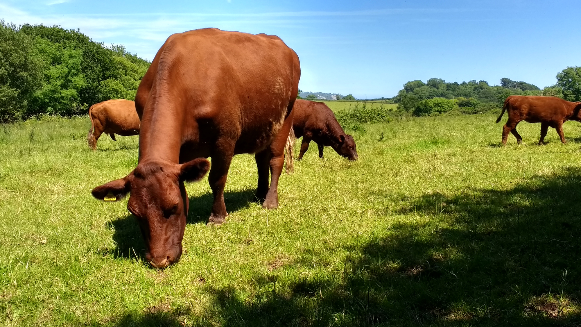 Occombe Farm cows