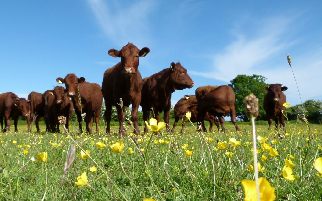 Cattle at Berry Head