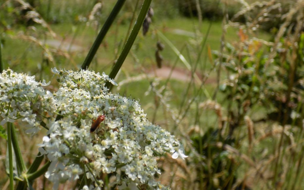 Memorials & Woodland Burials Devon Torbay Coast & Countryside Trust