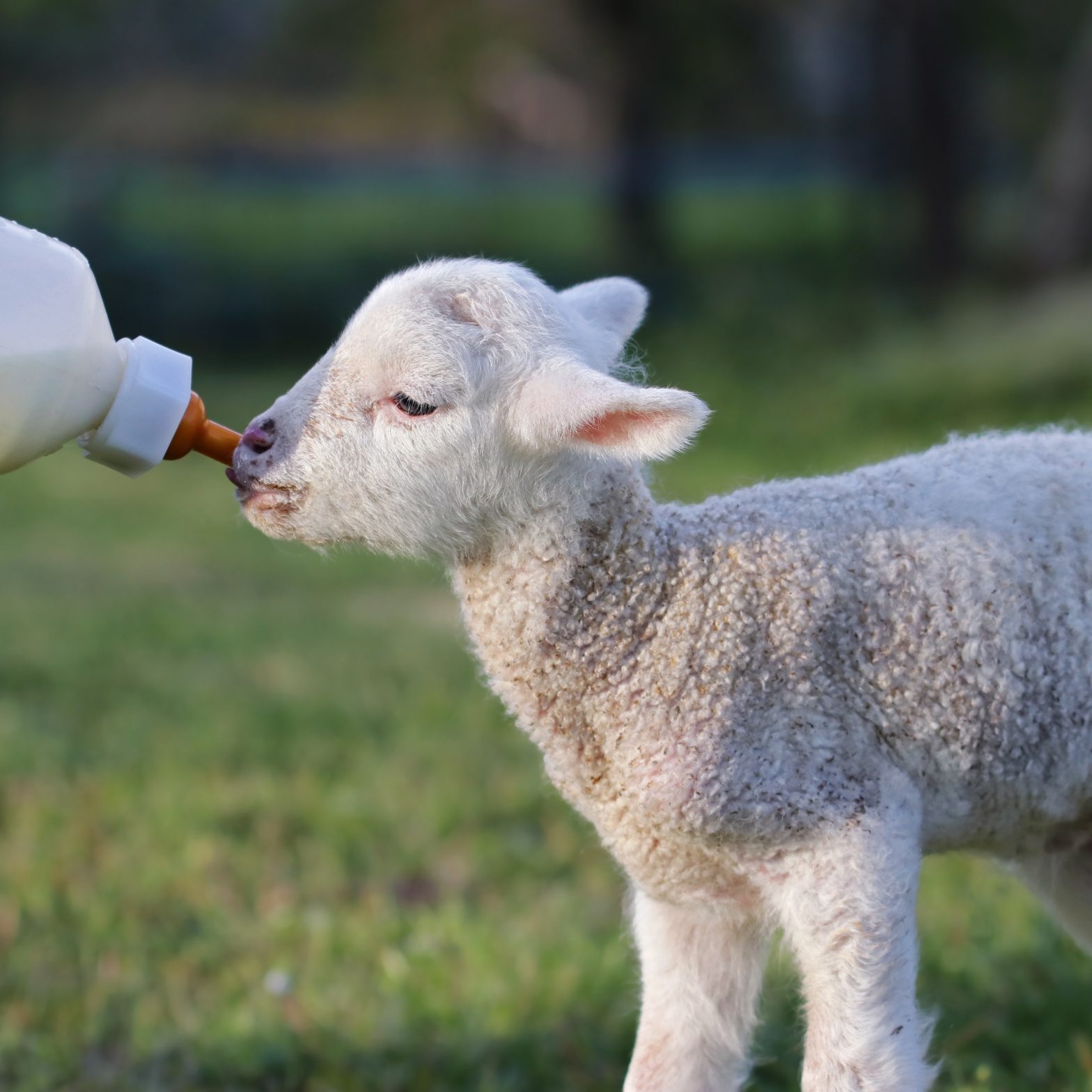 Lamb Feeding Experience Torbay Coast & Countryside Trust April 8, 2024